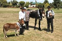 Cyders Spartacus young stock Champion and Reserve Supreme Champion Breed Donkey  at N.I. Show 2006.