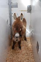 Another one of our foals being exported. We ship Worldwide!