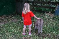 Granddaughter Anouk with foal.