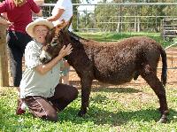 Barbara Bracken with Clovercrest Pompeii in WA.