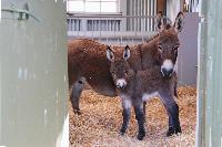 Clovercrest Bobby Jo in stables with mum Billy Jo