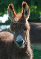 CC Sienna, a beautifull daughter of Nestle and Show Baby