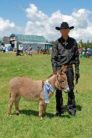 Clovercrest Starlet, Reserve Champion at Clevedon Show aged 11 months