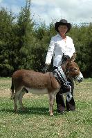 Cyders Spartacus, Young Stock Champion and Reserve Supreme Champion Breed Donkey N.I. Show 2006, judged by Jo-Anne Kokas, Australia