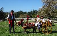 Clovercrest Panache pulling our rare antique 1928 Sicilian Donkey Carretto.