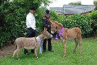 11 Months old Clovercrest Starlet with 2 months old mammoth foal. Starlet  is Show Baby