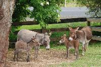 Red Violet and Adorabelle with week old foals Dec 07