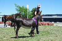 Splendors Nestle Special Dark with another Championship under his belt.