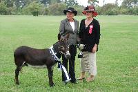 Nestle, Supreme Champion NI Show 2011 out of a field of 28 donkeys.