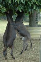 Dancing Donkeys