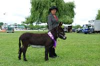 Nestle, Waikato World Champion at his 1st show in NZ