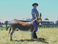 Riverside Sparky Magnito, Champion at Tauranga Show 2004