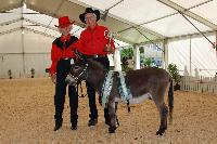 Supreme Champion Country Music Spade Cooley owned by  Jack and Maisie Hurst. Spade, now deceased, stood at Clovercrest for a year and is a reference Sire to some of our stock.