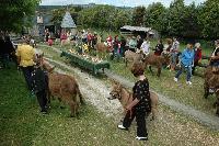 International Day of the Donkey celebration